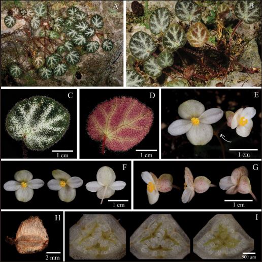 B. minissima